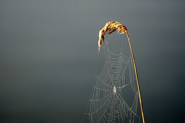 Reed with cobweb at a lakeshore
