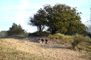 Fototapeta na wymiar Amsterdam water supply dunes, Dutch dune landscape