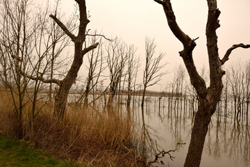 Biesbosch the Netherlands, reflection in water of dead wood and dead trees