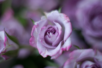 violet rose on blurred background
