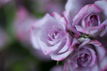 violet rose on blurred background