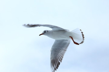 カモメ　熱海