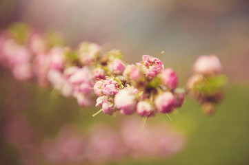 pink flowers in garden