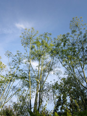 Green dill plants on the background of blue sky. Herbal garden in summer.