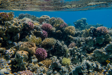 bunter Korallengarten