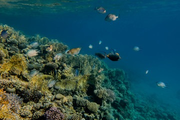 Fototapeta na wymiar bunte Fische am Korallengarten