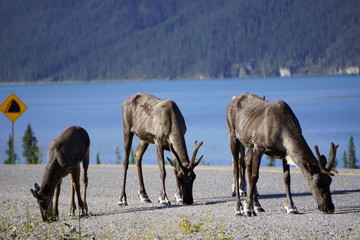 Reindeer on the road in North Canada