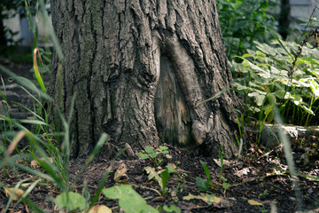 Fairy scene with elf door in tree trunk.