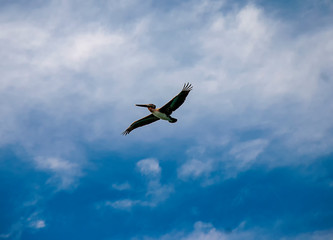 Brown Pelicans (Pelecanus occidentalis)