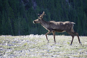 Reindeer on the road in North Canada
