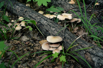 Fallen trees and mushrooms in the forest.