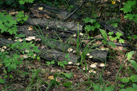 Glade in the forest with fallen tree trunks, mushrooms and green plants.