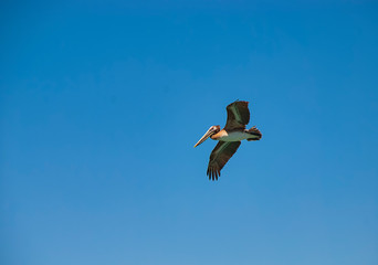 Brown Pelicans (Pelecanus occidentalis)