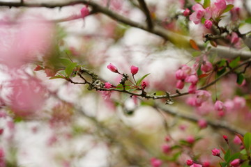 Obraz na płótnie Canvas 鎌倉の桜