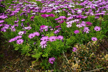 purple flowers in the garden