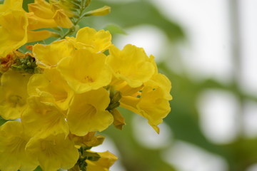 yellow flower