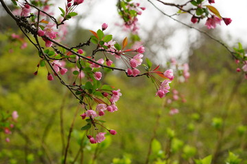 鎌倉の桜