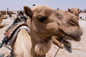 Working tribe Afar in Danakil