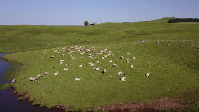 Troupeau de bovins au bord du lac