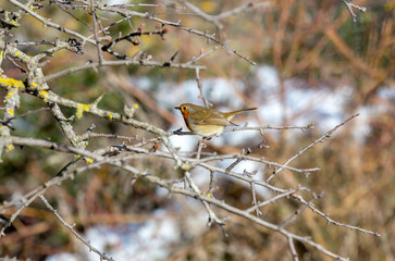 Robin redbreast (Erithacus rubecula) sitting on a branch in the winter forest