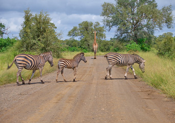 Family on Burchell Zebras, two adults on juvenile, crossing dirt road while a giraffe walks away in backgound