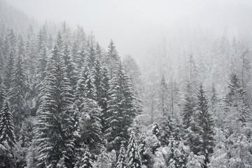 Winter forest. Snow and fog