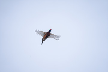 Common pheasant fly