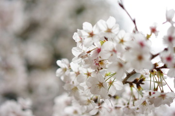 春の花