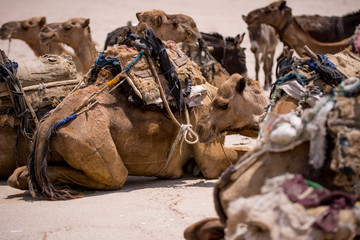 Working tribe Afar in Danakil