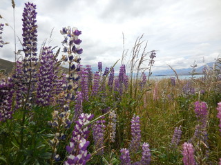 Obraz premium The close up of purple colored lupines at the lake Tekapo, NZ