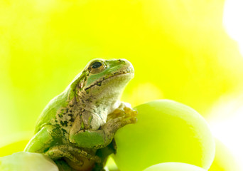 ブドウの上に座って上を見上げるカエル