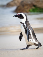 Fototapeta premium African Penguin Walking