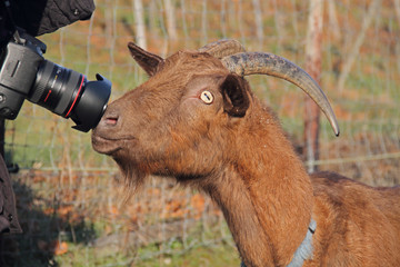 Ziegenbock im Fokus