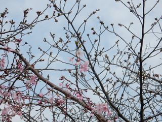 大阪城公園　日本