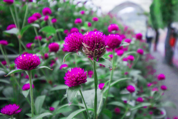 Obraz premium Gomphrena garden