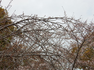 大阪城公園　日本