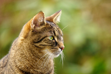 Portrait of a tabby cat in semi-profile