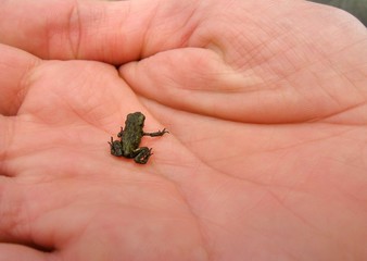 man holds in the palm of the little young frog