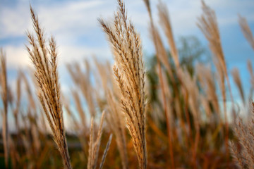 Fototapeta premium landscape background of golden grass against the blue sky