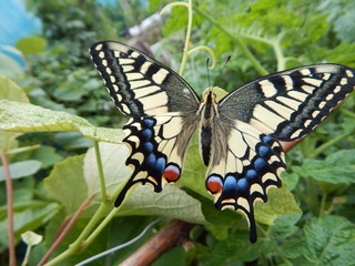butterfly on a leaf