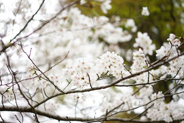 春の花