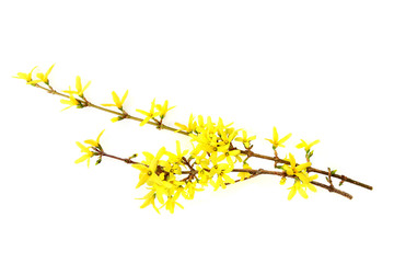 Forsythia branches with yellow flowers isolated on white background.  Spring branches flowering on white.