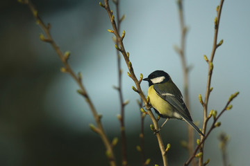 Great tit on a twig