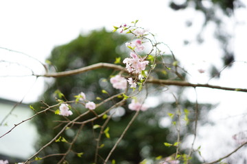 春の花