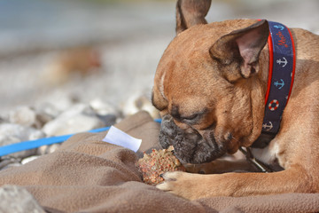 Brown French Bulldog dog on vacation on beach lying on blanket and eating shell of a Maja Squinado European spider crab