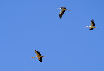 geese in flight
