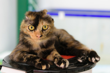Cat sitting on the trash