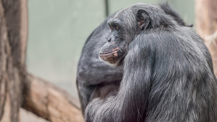 Portrait of curious wondered adult Chimpanzee