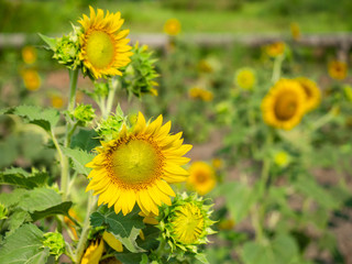 close up sunflower in farm with blue sky background 