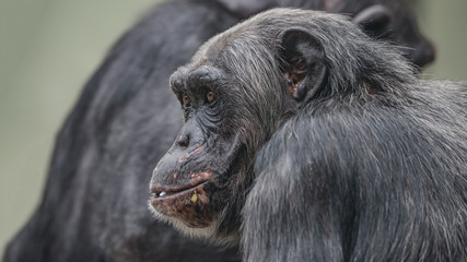Portrait of curious wondered adult Chimpanzee